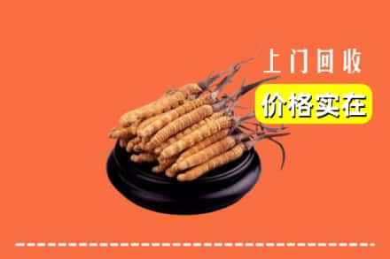耀州区回收冬虫夏草